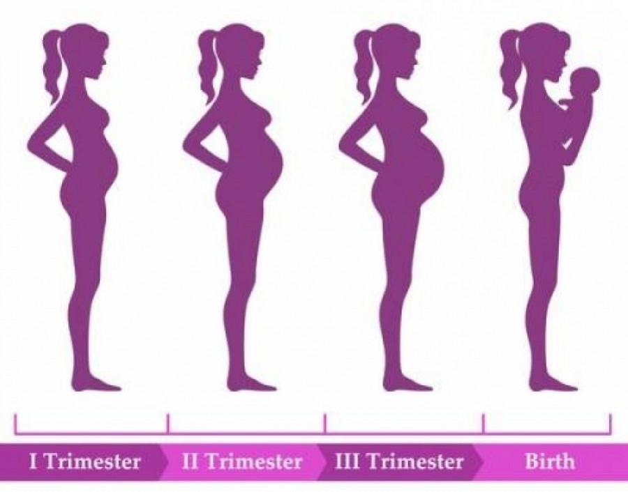 Trimesters of Pregnancy: Changes to Mother and Baby - BabyInfo